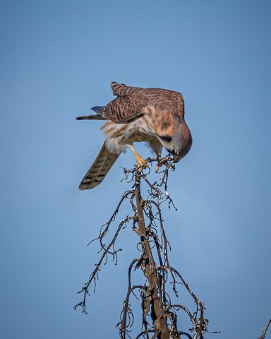 American Kestrel - James Kendall