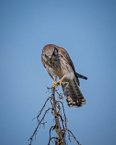 American Kestrel - James Kendall