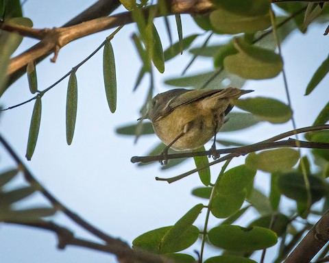 Ruby-crowned Kinglet - James Kendall