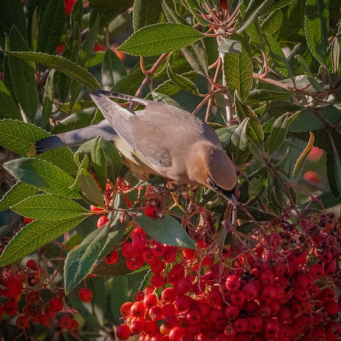 Cedar Waxwing - James Kendall