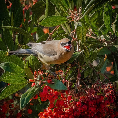 Cedar Waxwing - James Kendall