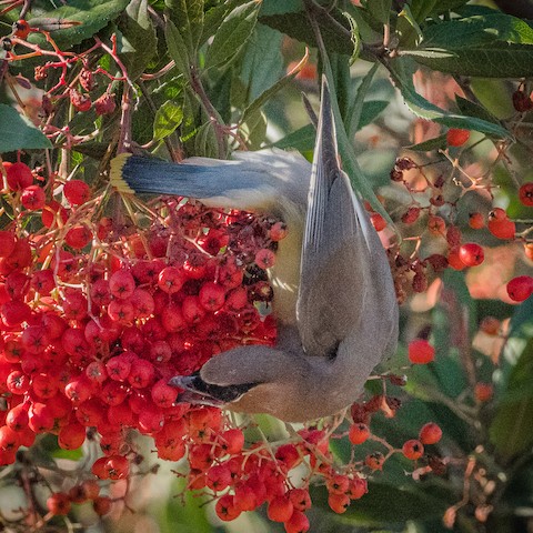 Cedar Waxwing - James Kendall