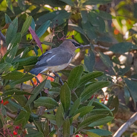 Cedar Waxwing - James Kendall