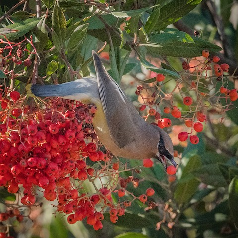 Cedar Waxwing - James Kendall