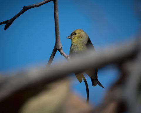 American Goldfinch - James Kendall