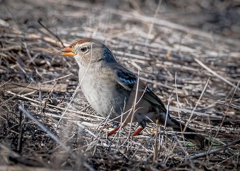 White-crowned Sparrow - James Kendall