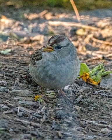 White-crowned Sparrow - James Kendall