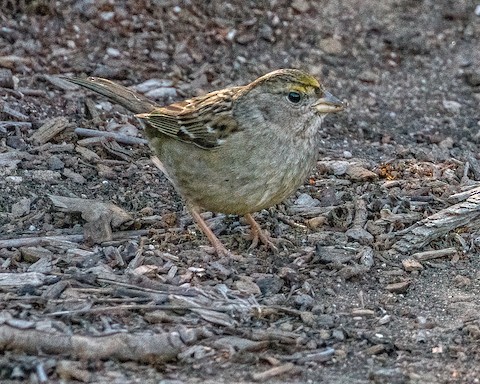 Golden-crowned Sparrow - James Kendall