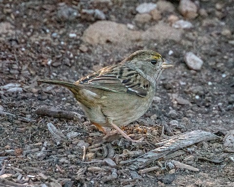 Golden-crowned Sparrow - James Kendall