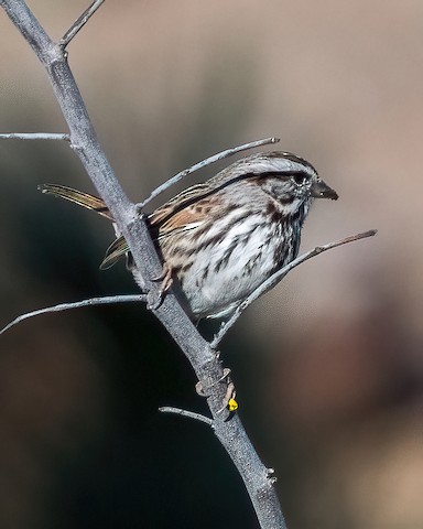 Song Sparrow - James Kendall