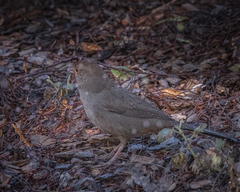 California Towhee - James Kendall