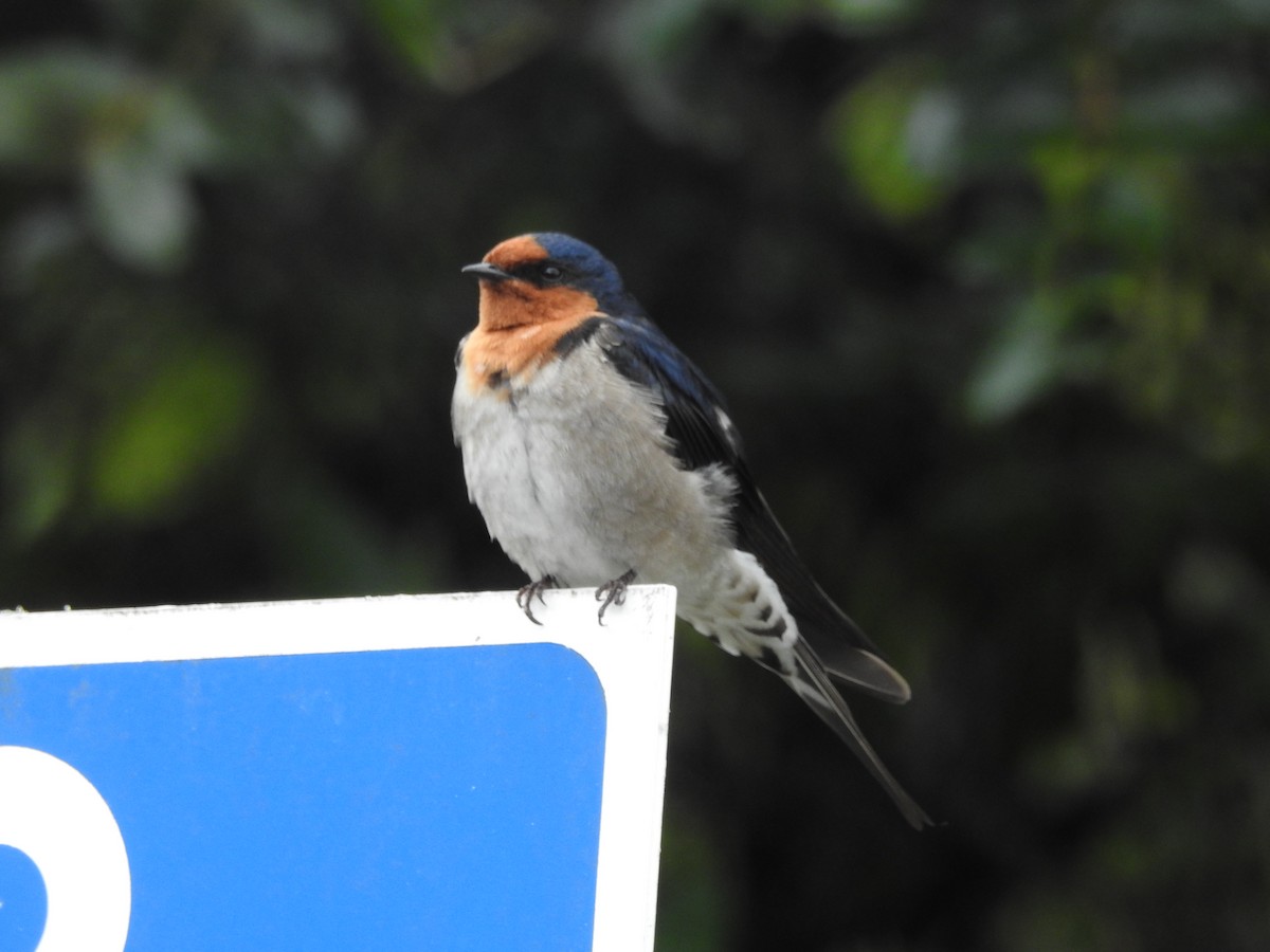 Welcome Swallow - ML391343641