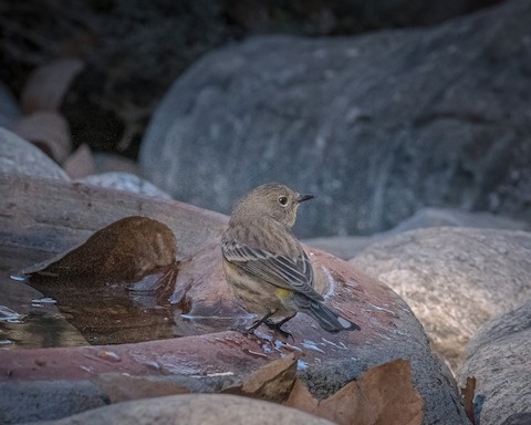 Yellow-rumped Warbler - James Kendall