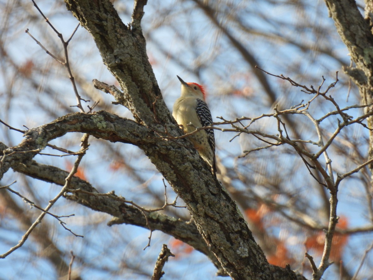 Red-bellied Woodpecker - Nest Crasher