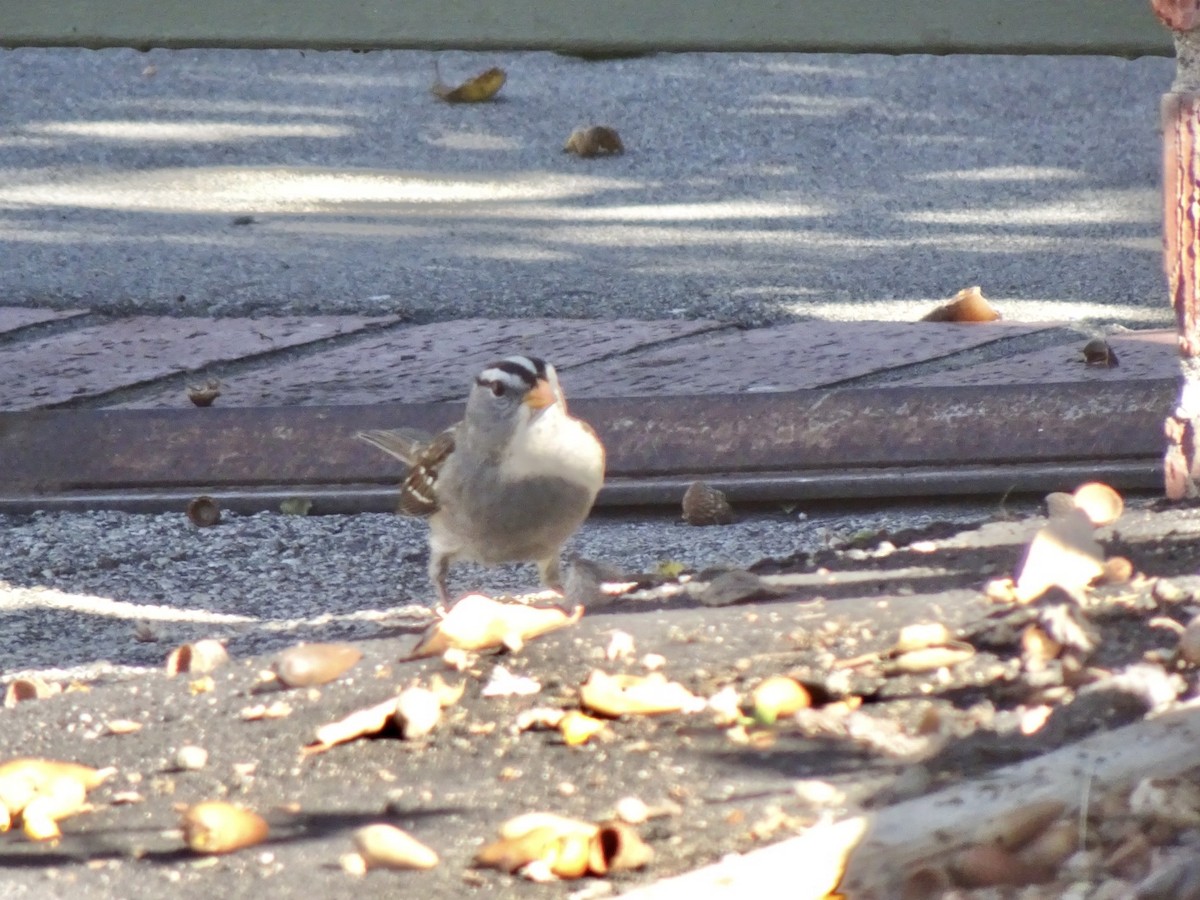 White-crowned Sparrow - ML391347921