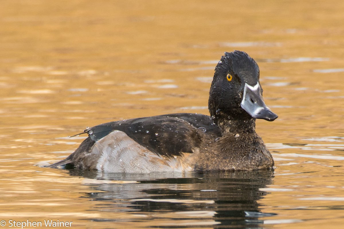 Ring-necked Duck - Stephen Wainer