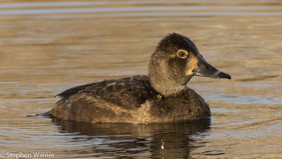 Ring-necked Duck - ML39135411