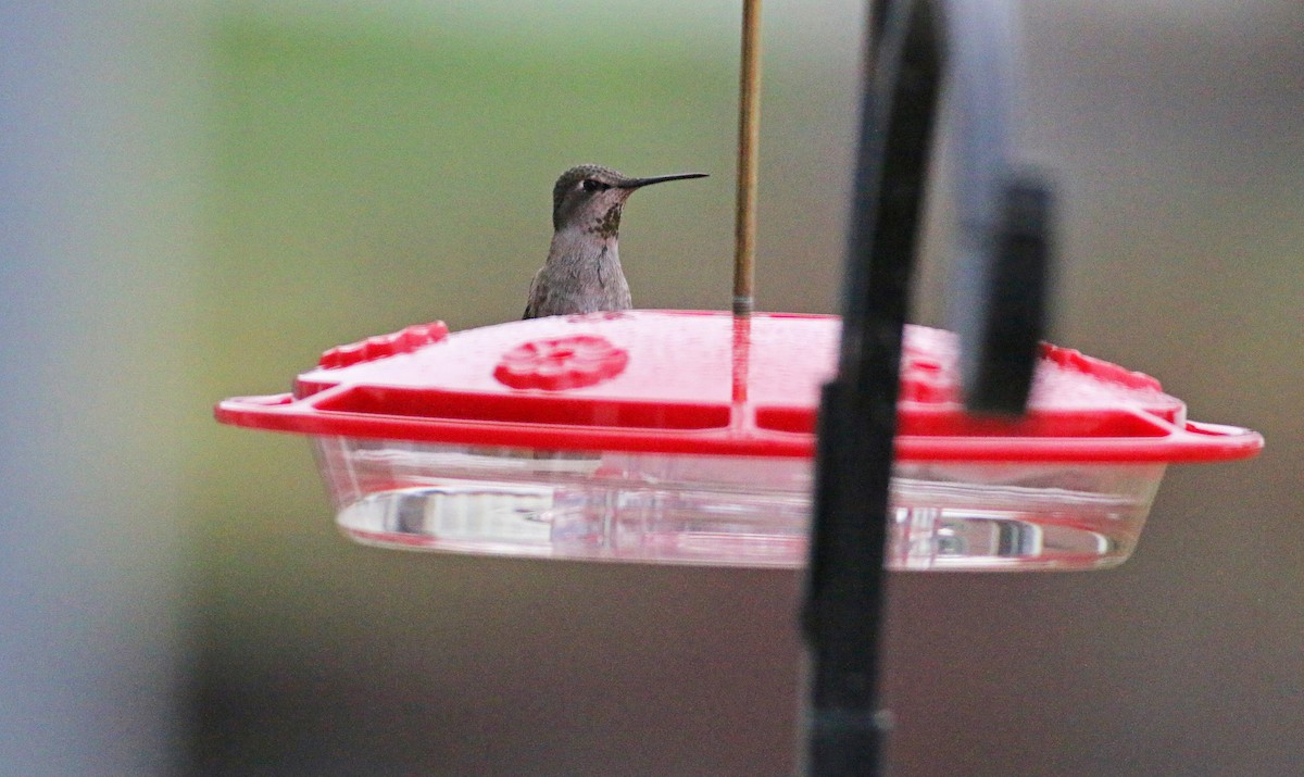 Anna's Hummingbird - ML391354701