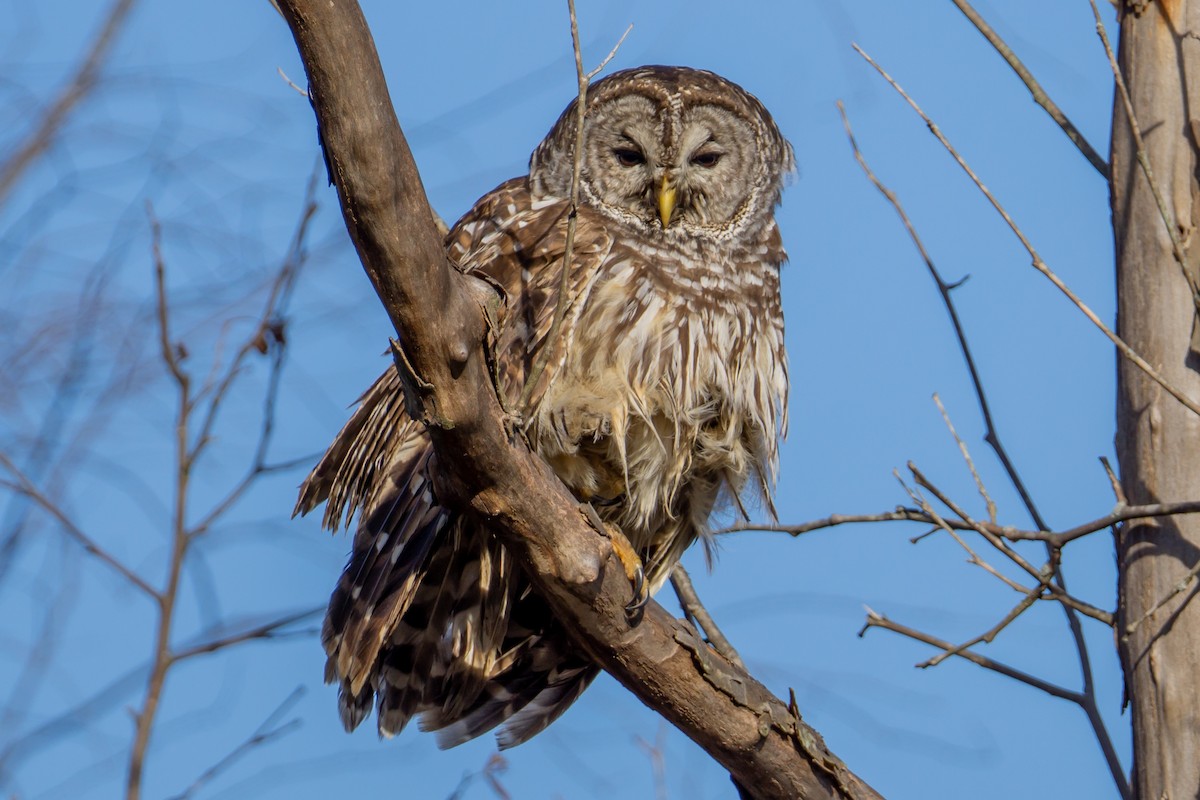 Barred Owl - Matthew Crittenden