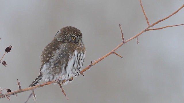 Northern Pygmy-Owl - ML391361701