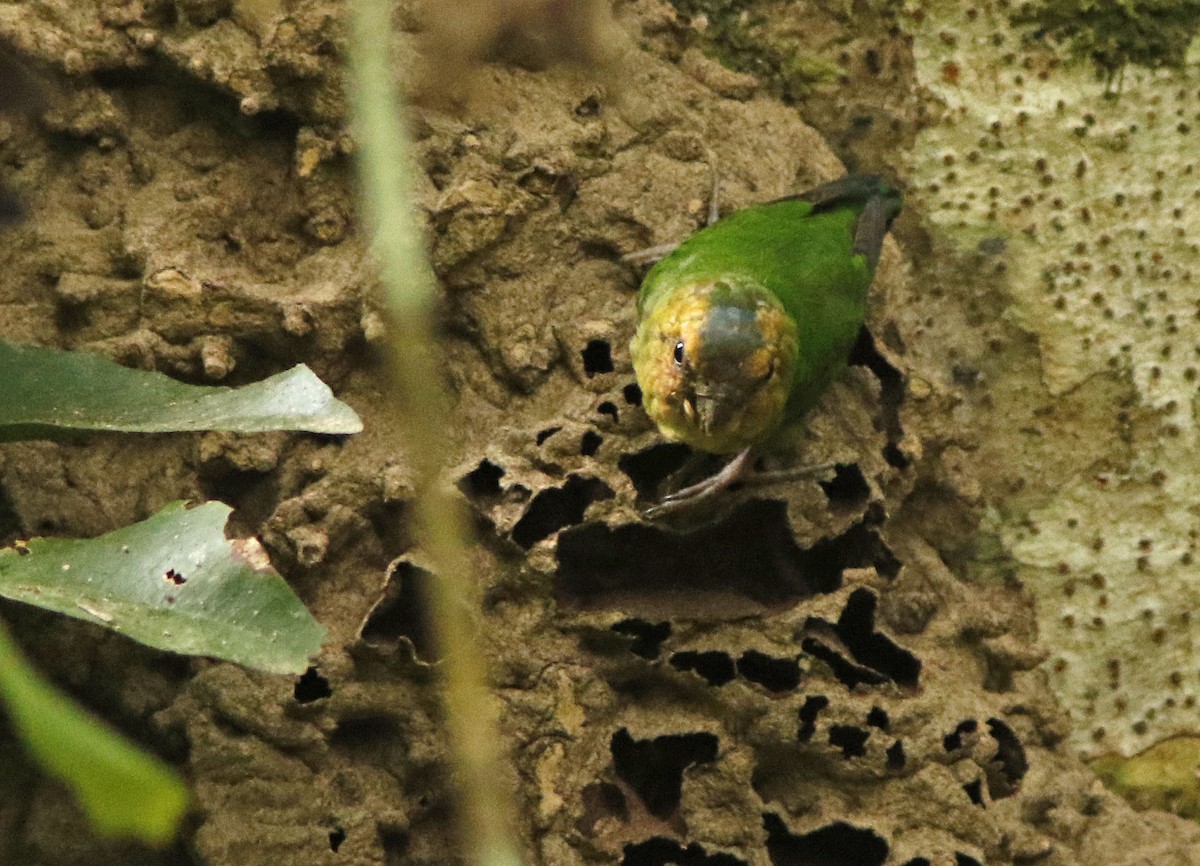 Buff-faced Pygmy-Parrot - David Beadle