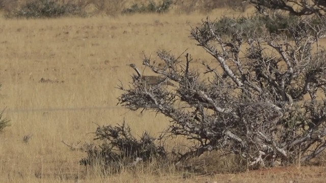 Южноафриканская дрофа - ML391365021