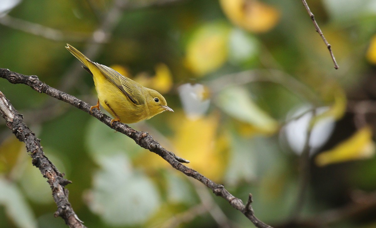 Yellow Warbler (Northern) - ML39137041