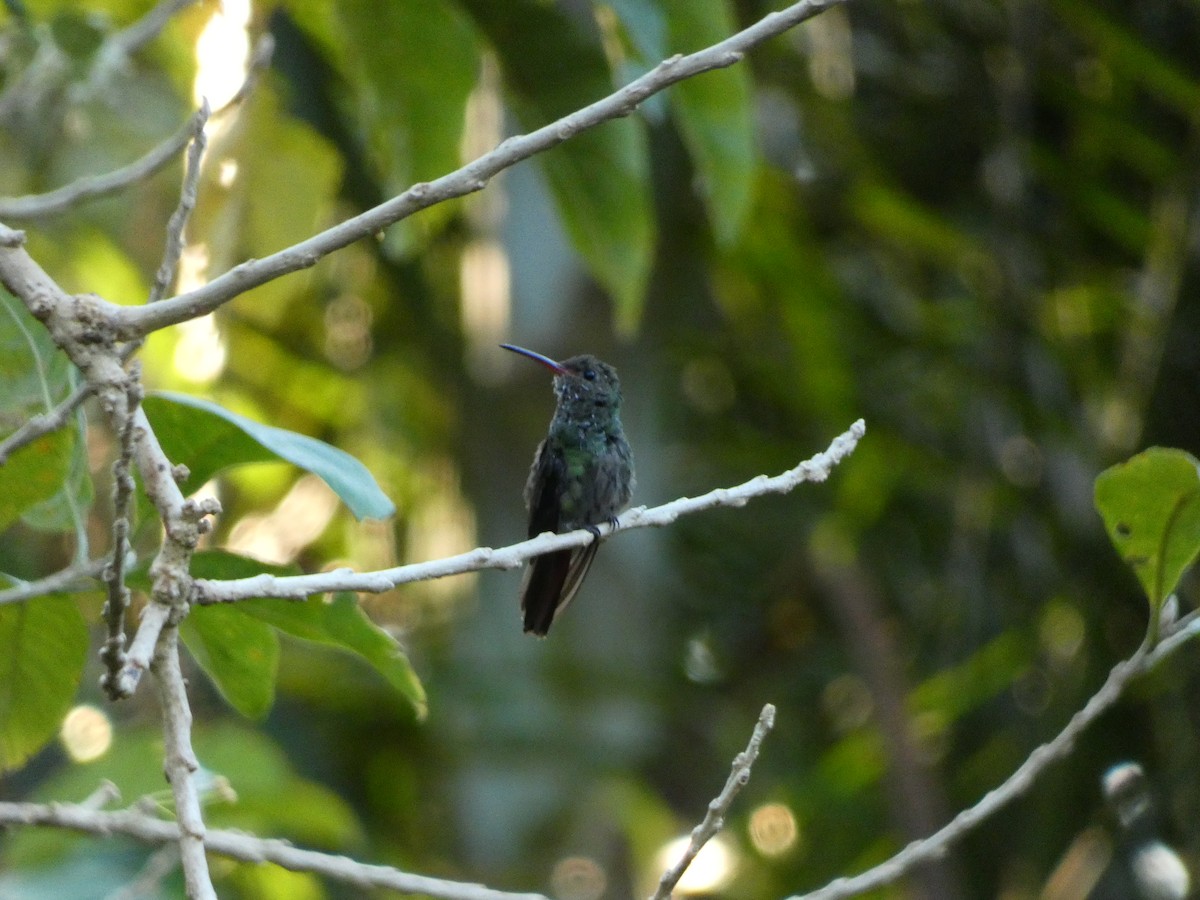 Rufous-tailed Hummingbird - Pauline Binetruy