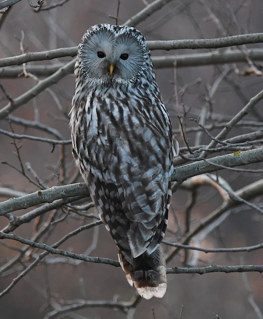 Ural Owl (subspecies <em class="SciName notranslate">macroura</em>). - Ural Owl - 