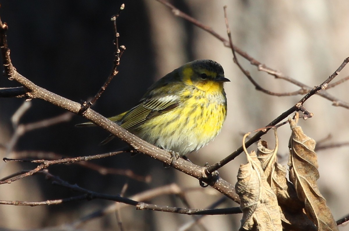 Cape May Warbler - ML391376741