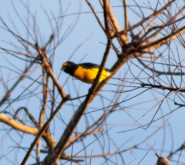 West Mexican Euphonia - ML391384171