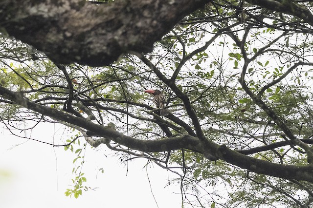 Red-billed Dwarf Hornbill