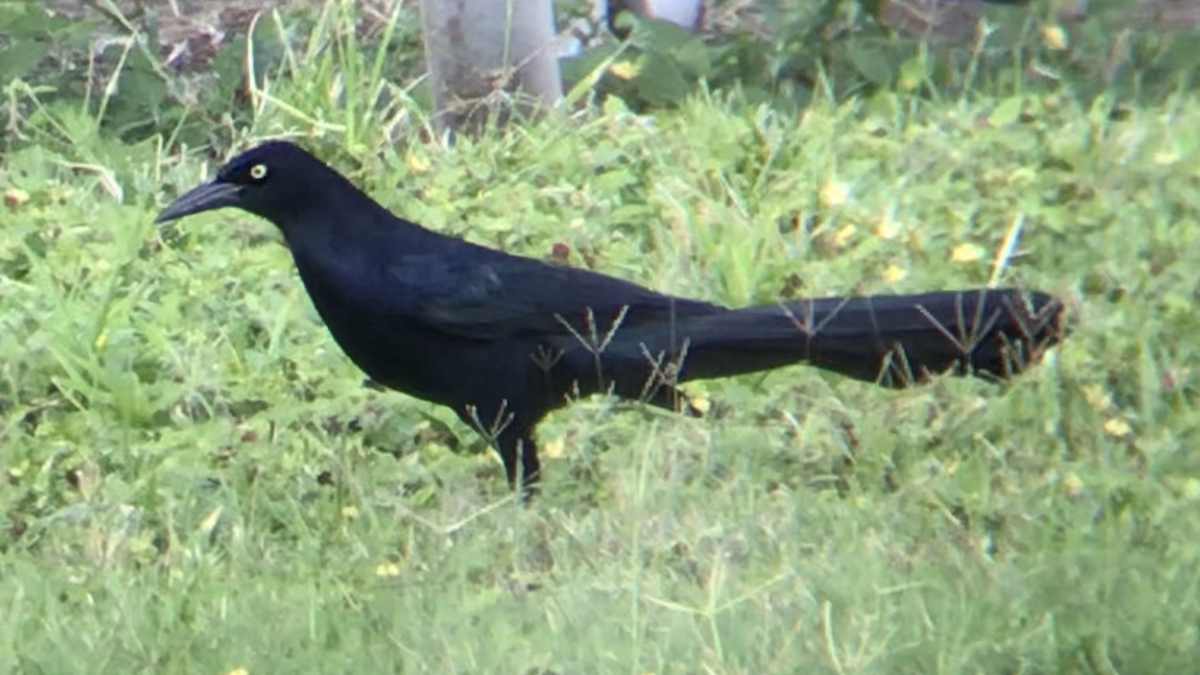 Great-tailed Grackle - ML391390921