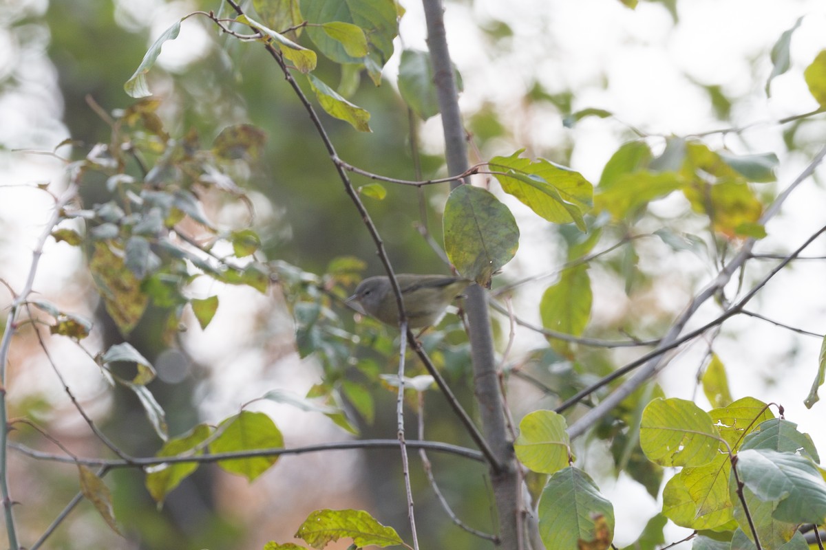 Orange-crowned Warbler - Tim Sackton