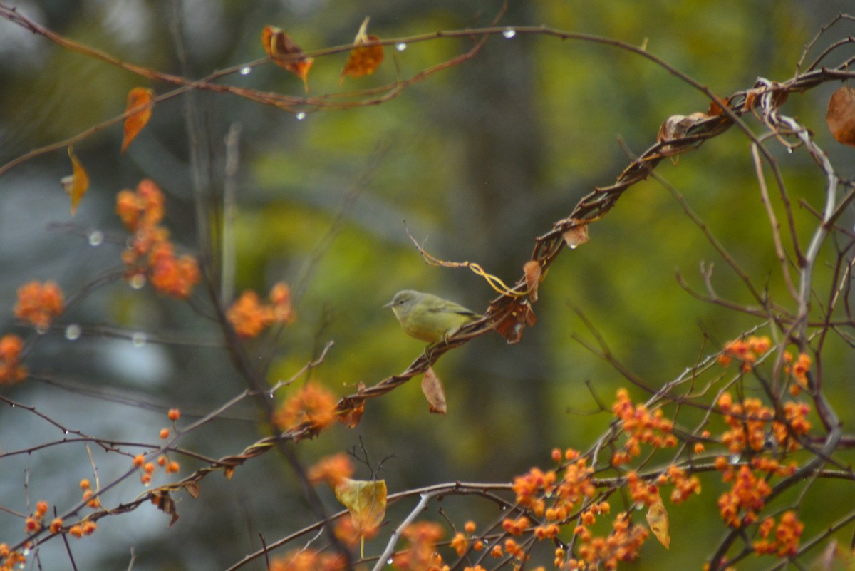 Orange-crowned Warbler - Dylan Jackson