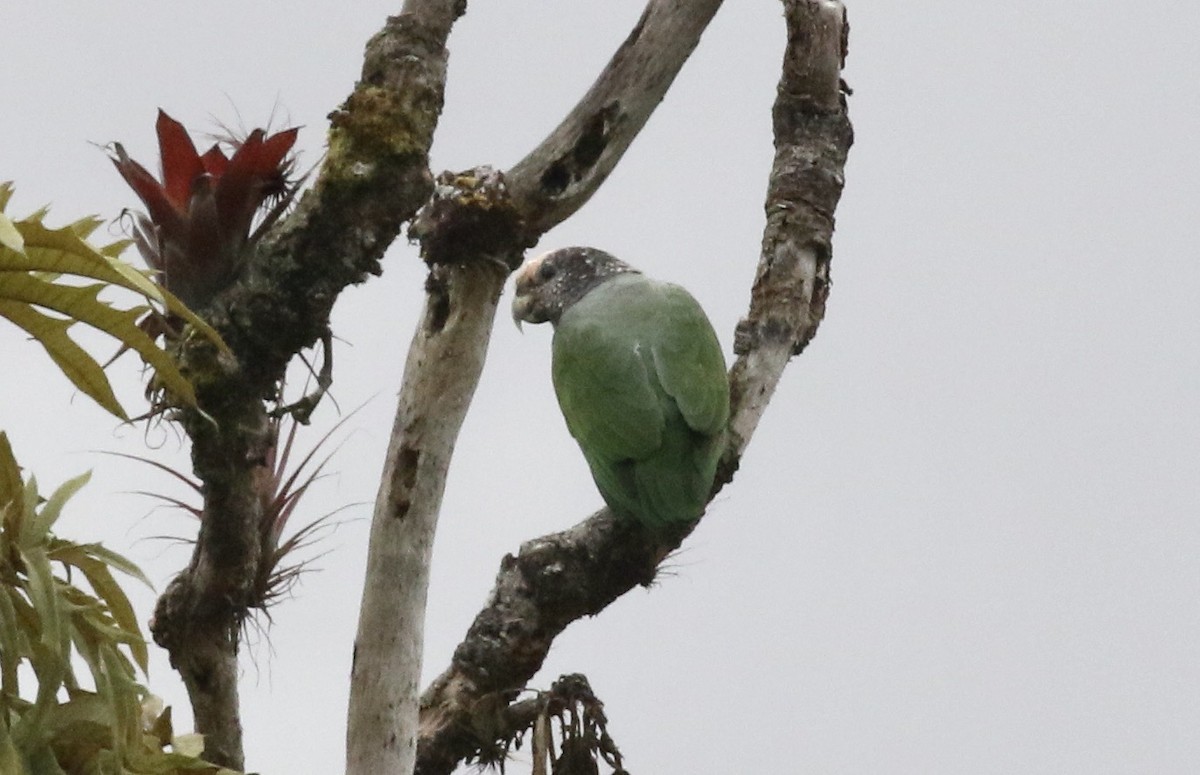 Speckle-faced Parrot - ML391420171
