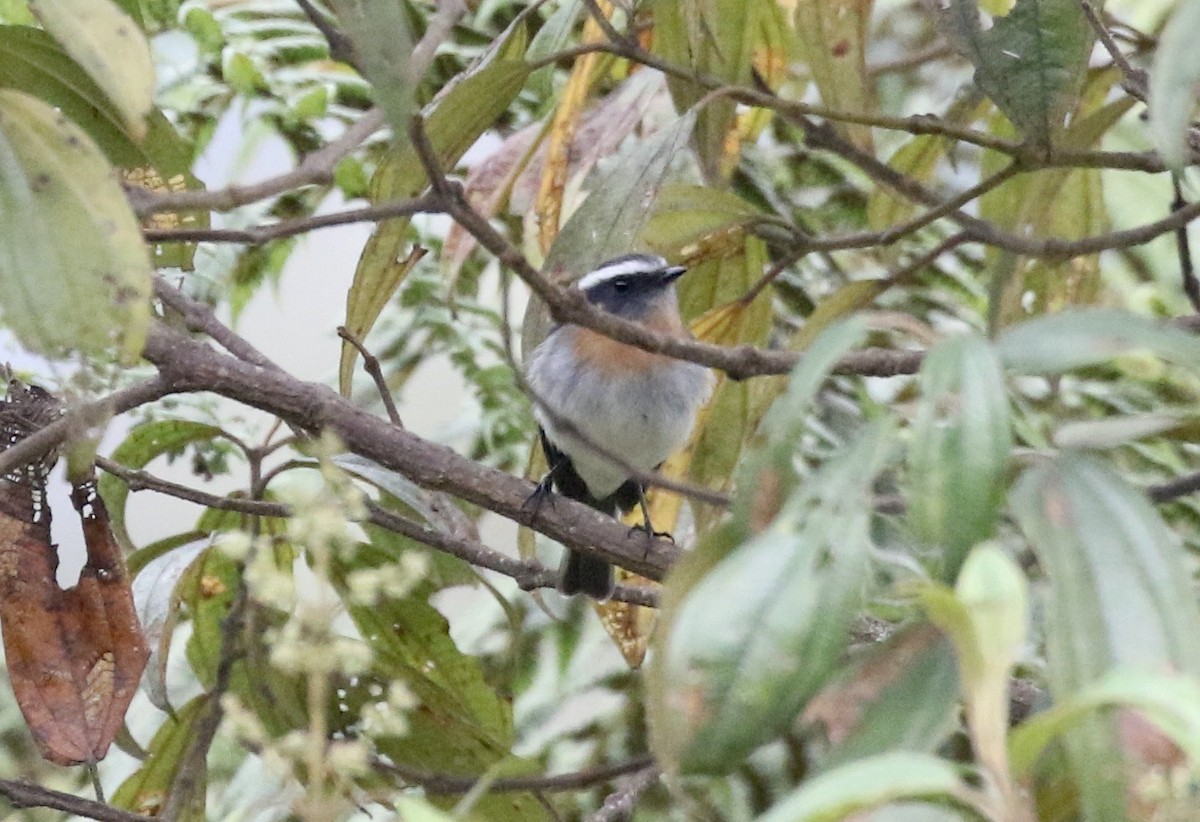 Rufous-breasted Chat-Tyrant - ML391420771