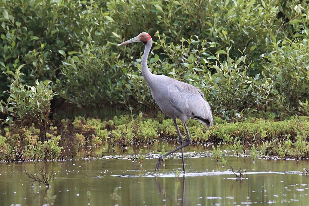 eBird Australia Checklist - 28 Nov 2021 - Tinchi Tamba Wetlands Reserve ...