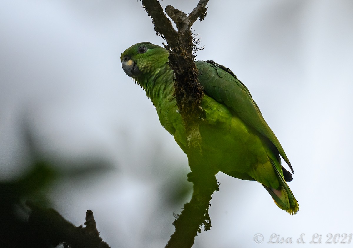 Scaly-naped Parrot - ML391426521