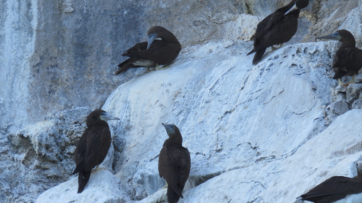 Brown Booby - ML391428241