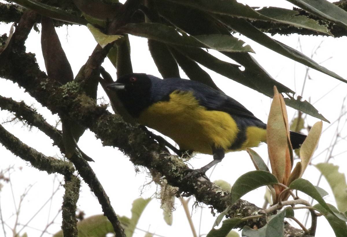 Hooded Mountain Tanager - ML391428731