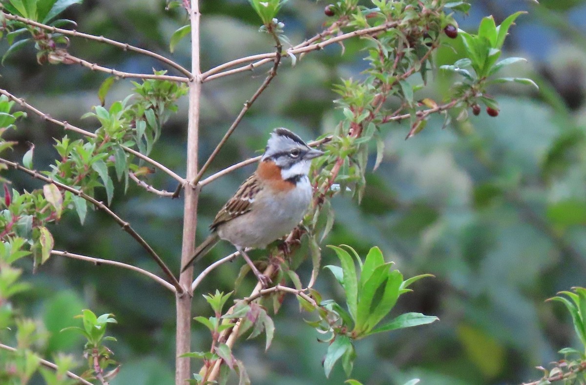 Rufous-collared Sparrow - Von Welch
