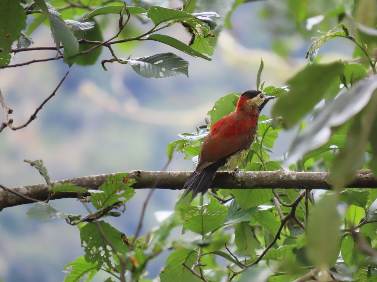 Crimson-mantled Woodpecker - Von Welch