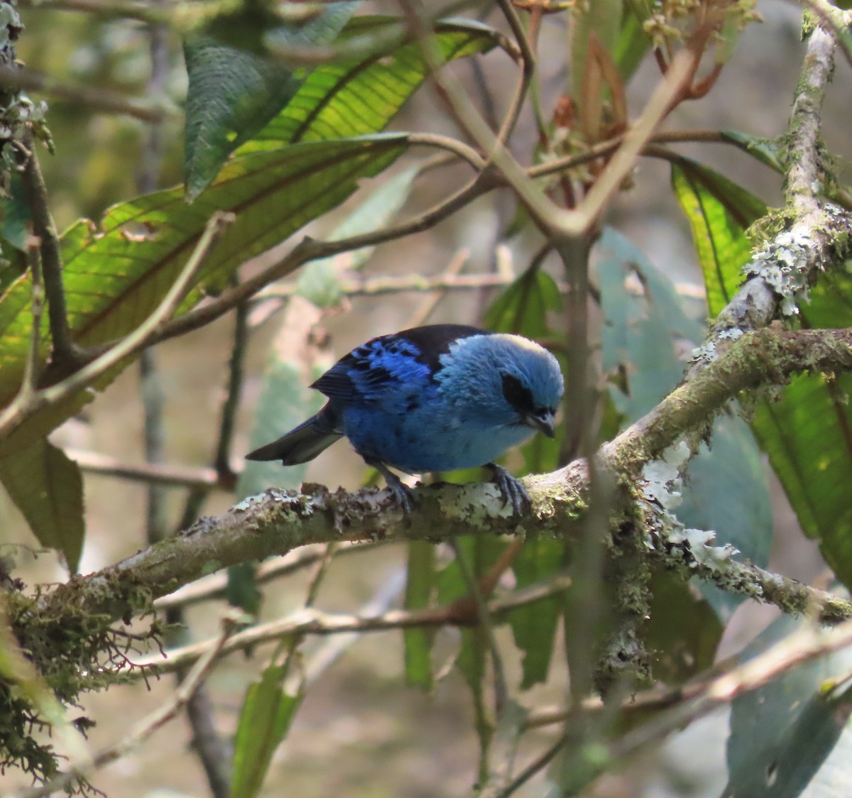 Blue-and-black Tanager - ML391441041