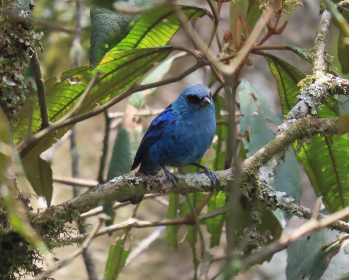 Blue-and-black Tanager - ML391441451