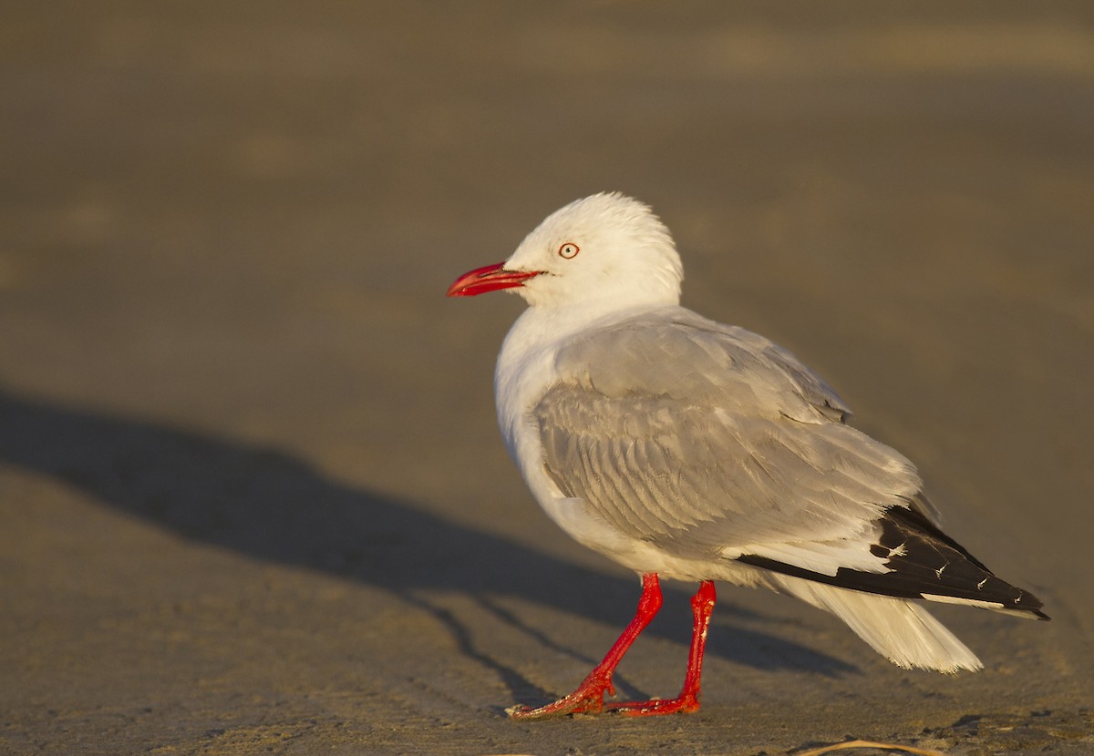 Silver Gull (Red-billed) - ML391443461