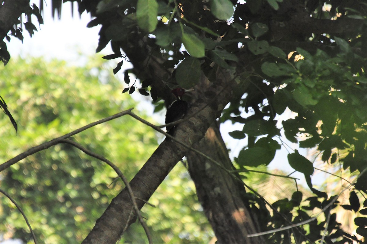 Pale-billed Woodpecker - Michael Rehman