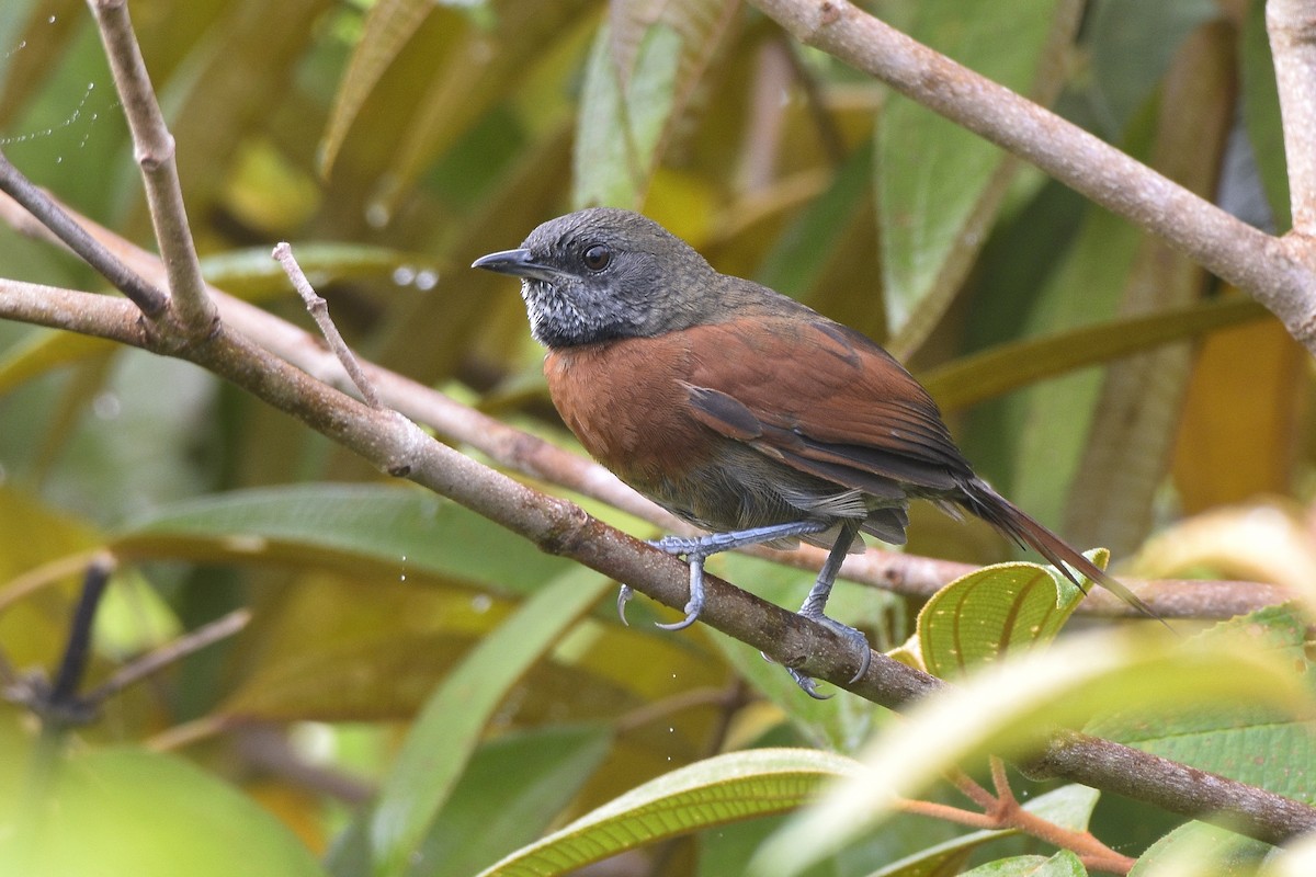 Rufous-breasted Spinetail - ML391444741