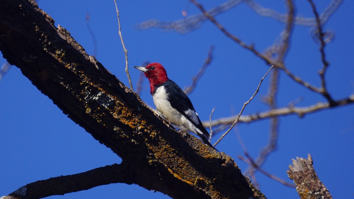 Red-headed Woodpecker - Bryan White