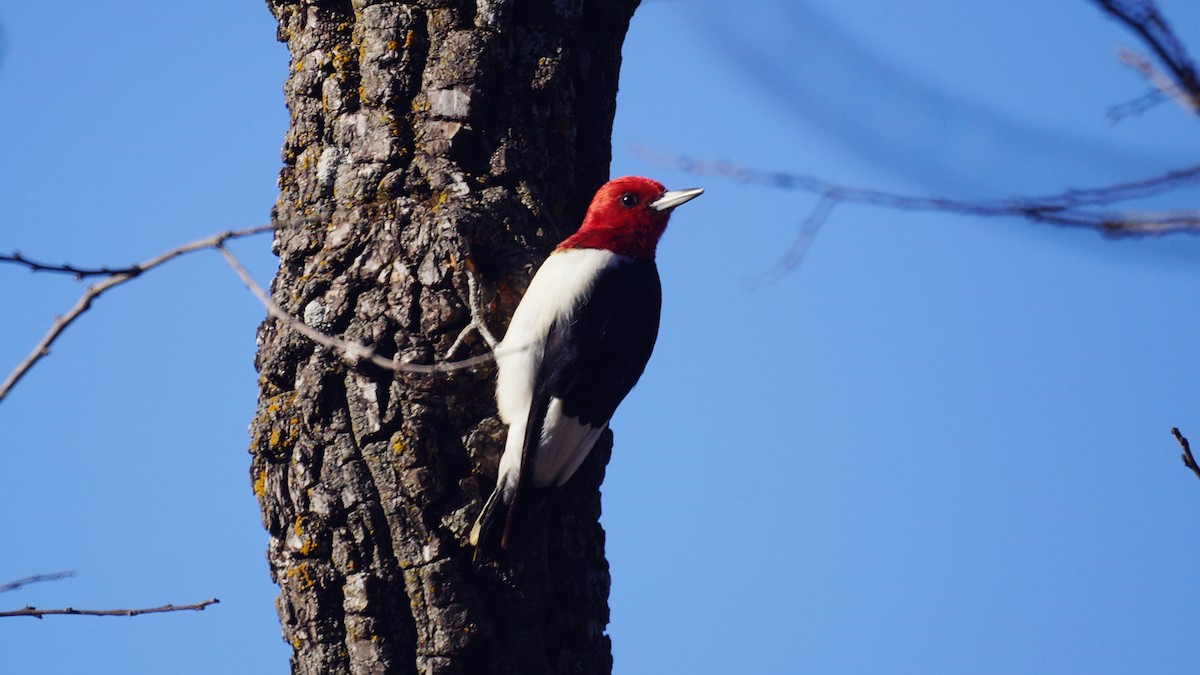 Red-headed Woodpecker - ML391449771